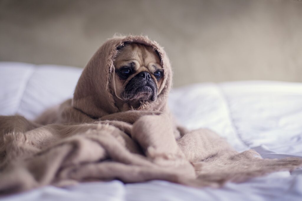 A pug dog wrapped in a blanket wears an expression of concern.